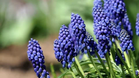 Spring blue flower of grape hyacinth, Muscari neglectum Stock Footage 152995979