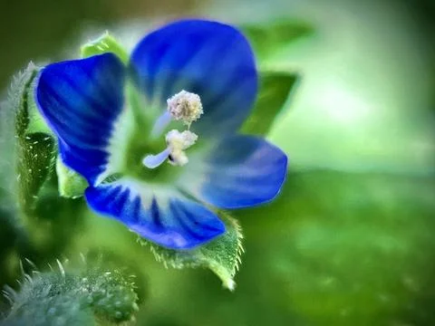 Spring blue flower Stock Photos