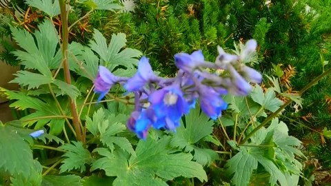 Spring Blue Flowers Blooming Animation Stock Footage 307874337
