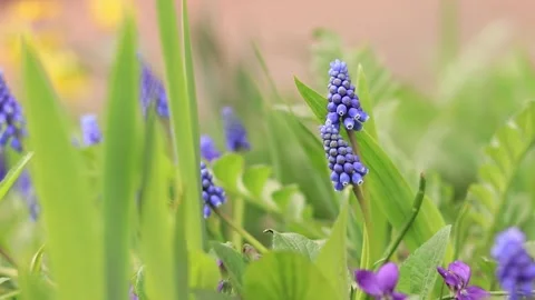 Spring blue flowers close up Stock Footage 239092152