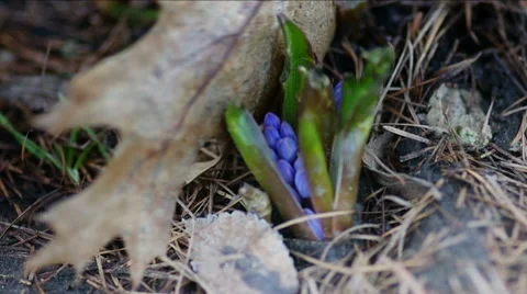 Spring blue flowers in forest. Stock Footage 47927769