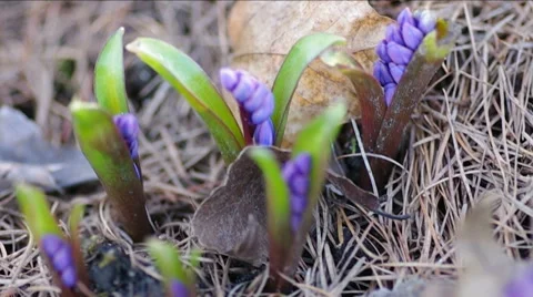 Spring blue flowers in forest. Stock Footage 47927826