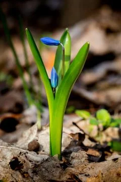 Spring blue flowers in forest Stock Photos