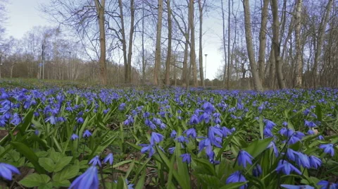 Spring blue flowers horizontal day stock footage. Stock Footage 50502465
