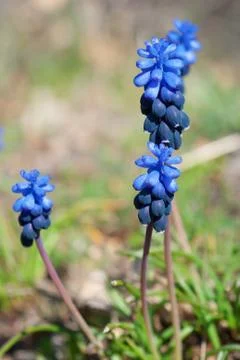 Spring blue flowers Stock Photos