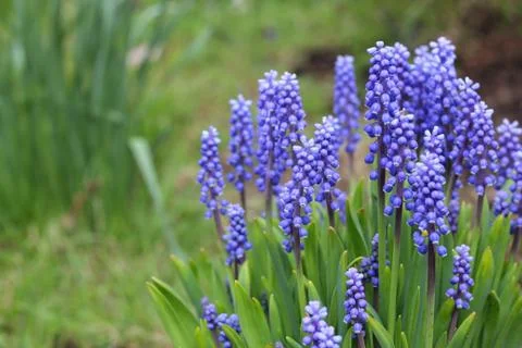 Spring blue flowers Stock Photos