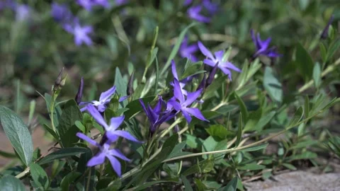 Spring, blue flowers sway in the wind. periwinkle. periwinkle in the garden.. Stock Footage 239922811