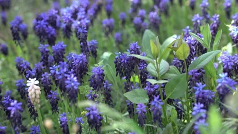 Spring, blue flowers sway in the wind. Mouse hyacinth. Mouse hyacinth in th.. Stock Footage 239922893