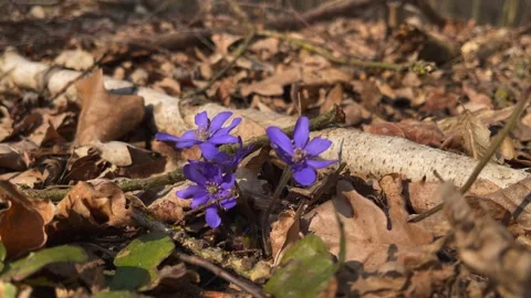 Spring blue hepatica flowers growing in forest. Stock Footage 171994091