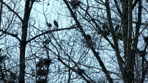 Spring Blue Heron Nests and Competition 1 Sauvie Island Oregon Stock Footage 81880451