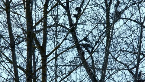 Spring Blue Heron Nests and Competition 3 Sauvie Island Oregon Stock Footage 81882618