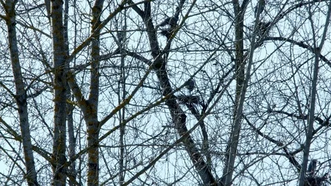 Spring Blue Heron Nests and Competition 4 Sauvie Island Oregon Stock Footage 81882695
