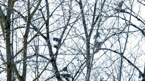 Spring Blue Heron Nests and Competition 6 Sauvie Island Oregon Stock Footage 81884704