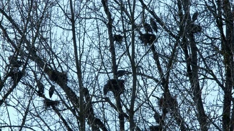 Spring Blue Heron Nests and Competition 5 Sauvie Island Oregon Stock Footage 81884790