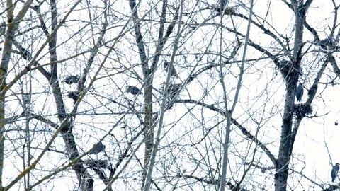 Spring Blue Heron Nests and Competition 8 Sauvie Island Oregon Stock Footage 81885808