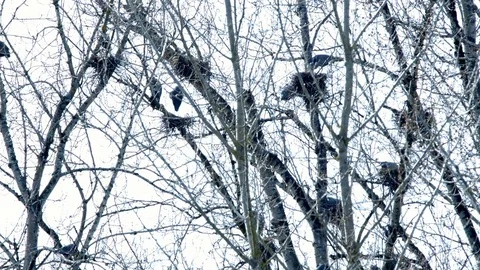 Spring Blue Heron Nests and Competition 7 Sauvie Island Oregon Stock Footage 81885877