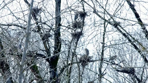 Spring Blue Heron Nests and Competition 9 Sauvie Island Oregon Video stock 81886576