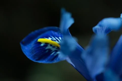 Spring, blue iris flower on a dark background Stock Photos