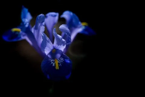 Spring, blue iris flower on a dark background Stock Photos