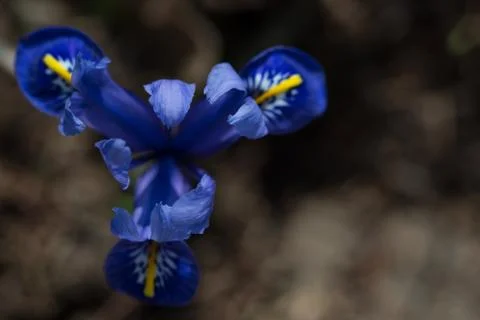 Spring, blue iris flower on a dark background Stock Photos