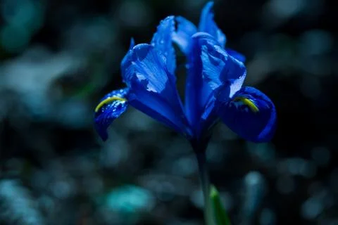 Spring, blue iris flower on a dark background Stock-Fotos
