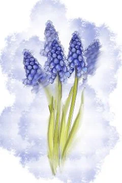 Spring blue muscari blooming flower. Common name is grape hyacinth. Stock Illustration