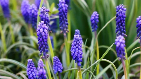 Spring blue muscari  Video stock 128296172