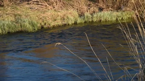 Spring blue river in the mountains during the day Stock Footage 194485923