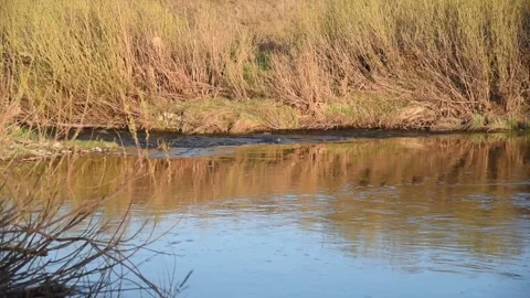 Spring blue river in the mountains during the day Stock Footage 194485924