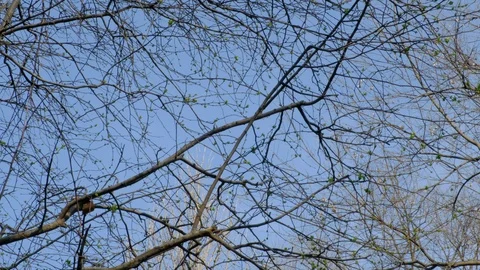 Spring blue sky and branches Stock Footage 95875192