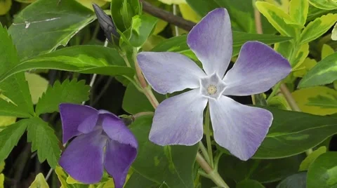Spring Blue Vinca Flower with Strong Pentagonal Phi Geometry Stock-Footage 50769082