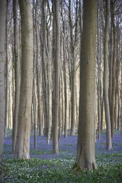 Spring Bluebell Forest Stock Photos