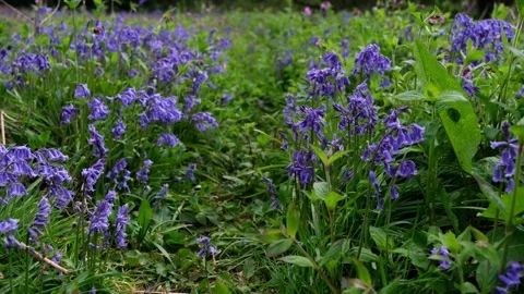 Spring bluebells and wild flowers blooming in a lush green woodland meadow Video stock 333580904