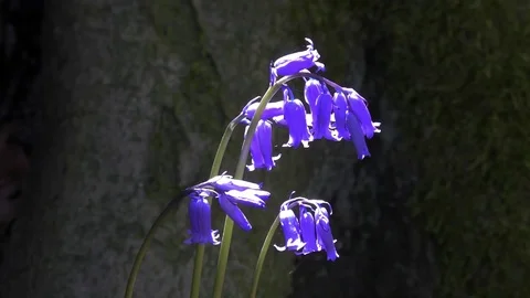 Spring Bluebells flowers close up moving Stock Footage 75253666