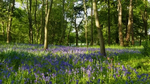 Spring Bluebells Stock Footage 168761915