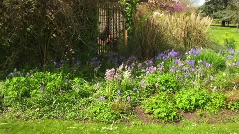 Spring bluebells: Stock Footage 278326482