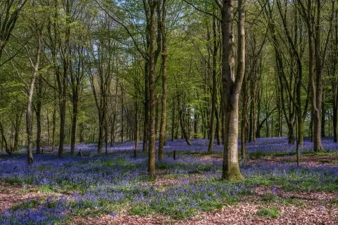 Spring bluebells in the  forest. Stock Photos