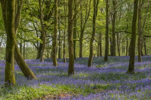 Spring bluebells in the  forest. Stock Photos