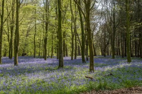 Spring bluebells in the  forest. Stock Photos