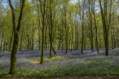 Spring bluebells in the  forest. Stock Photos