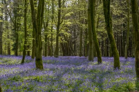 Spring bluebells in the  forest. Stock Photos