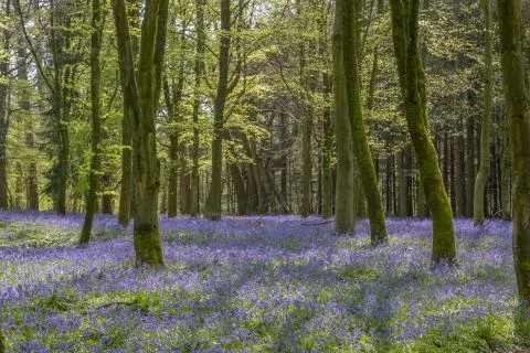 Spring bluebells in the  forest. Stock Photos