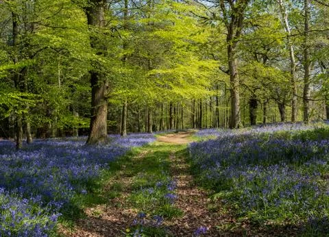 Spring bluebells in the  forest. Stock Photos