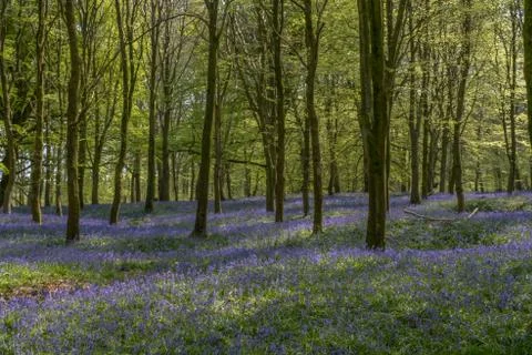 Spring bluebells in the  forest. Stock Photos