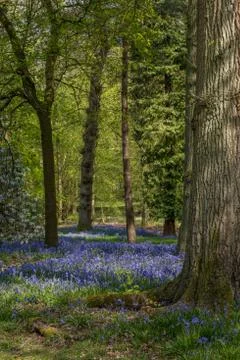 Spring bluebells in the  forest. Stock Photos