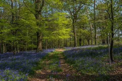 Spring bluebells in the  forest. Stock Photos
