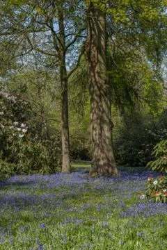 Spring bluebells in the  forest. Stock Photos