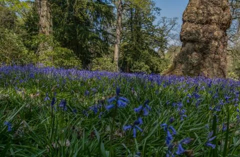 Spring bluebells in the  forest. Stock Photos
