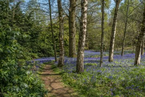 Spring bluebells in the  forest. Stock Photos