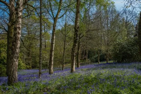 Spring bluebells in the  forest. Stock Photos